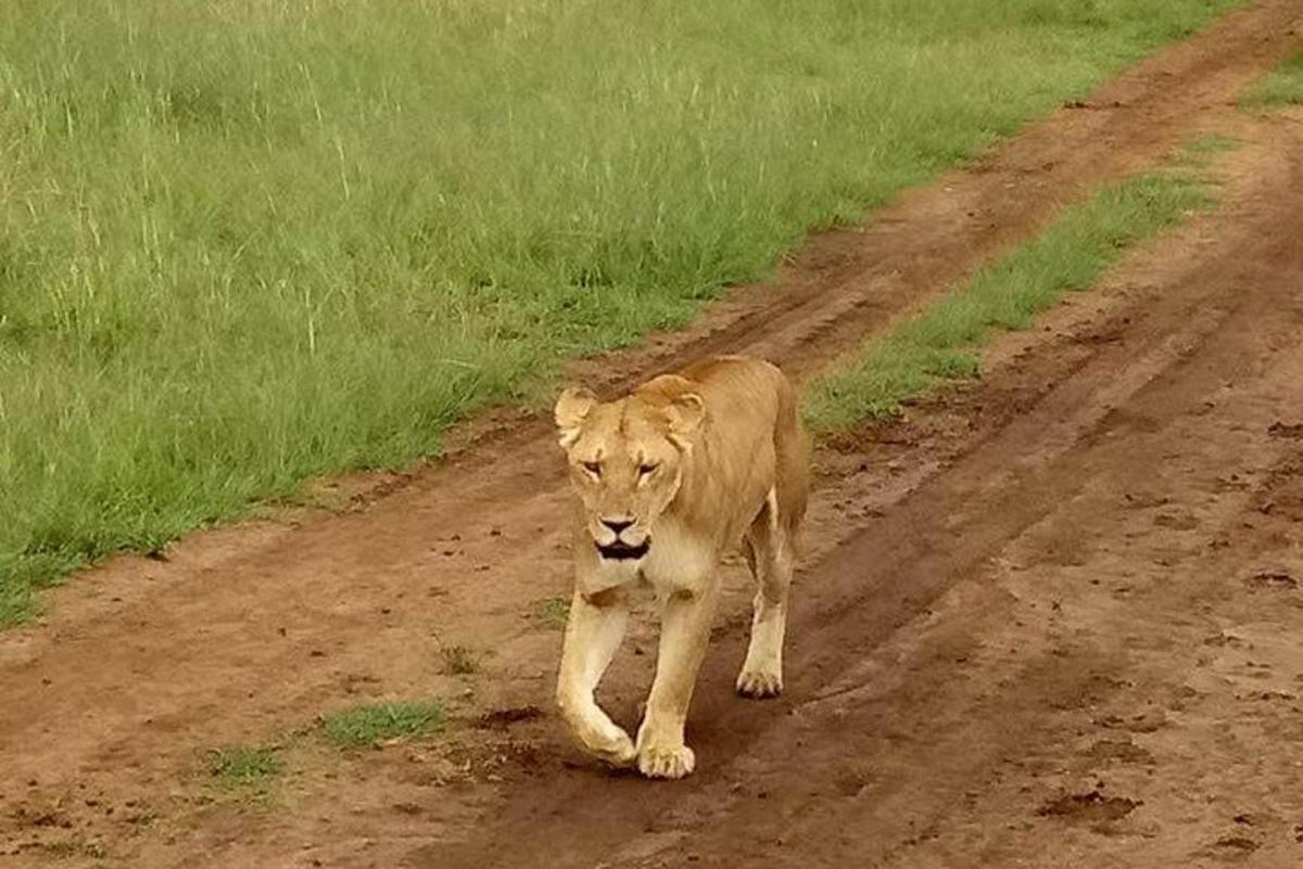 un león caminando por un camino de tierra