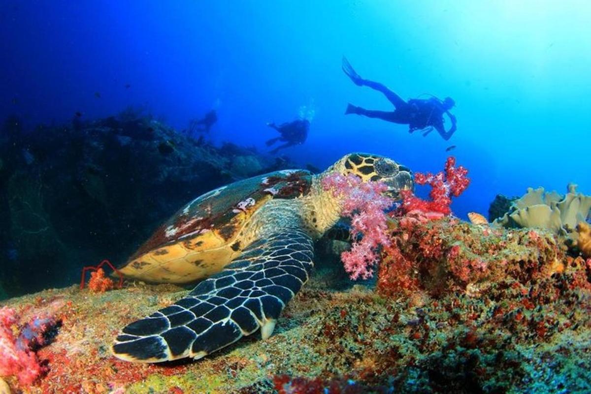 Una tortuga descansando en el arrecife con un buzo al fondo.