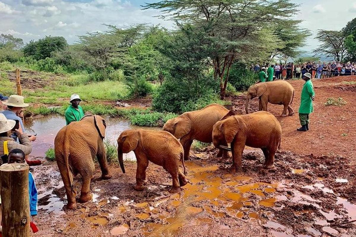 a group of elephants standing in the mud with people