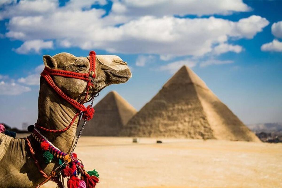 ťava pred pyramídami v Gíze