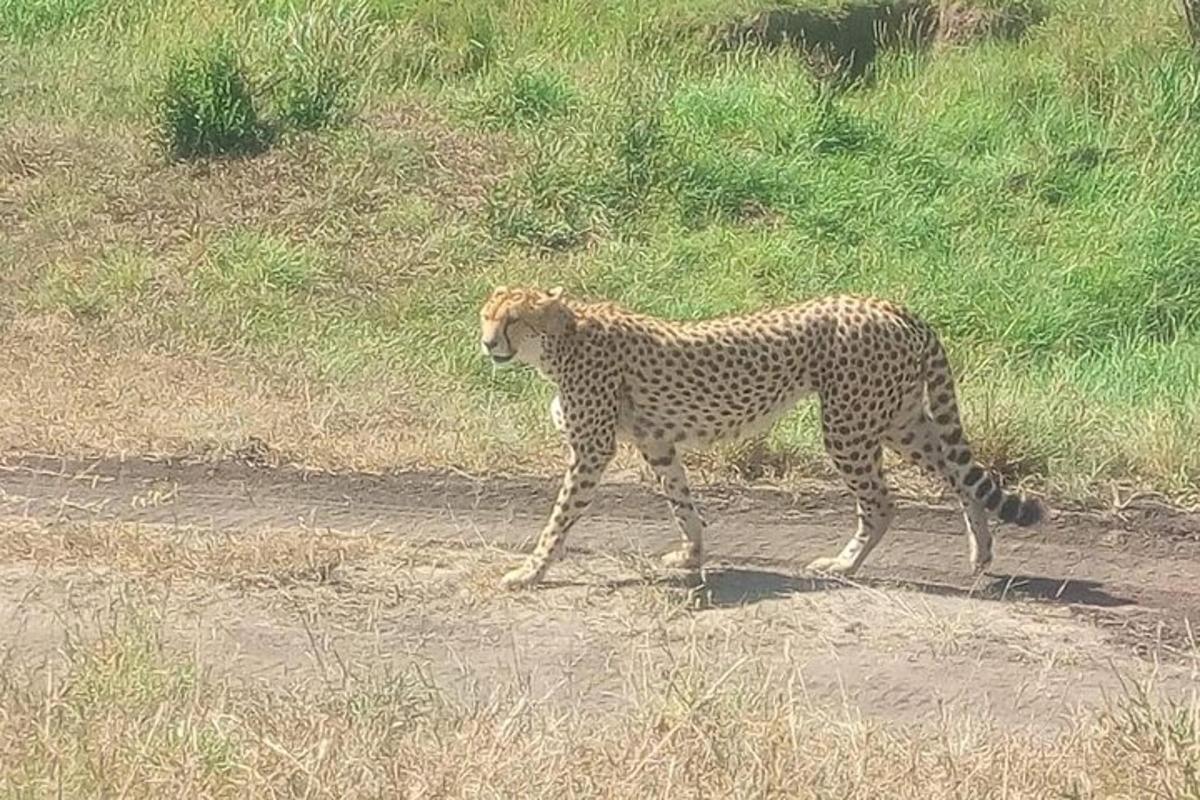 un ghepard mergând pe un drum de pământ