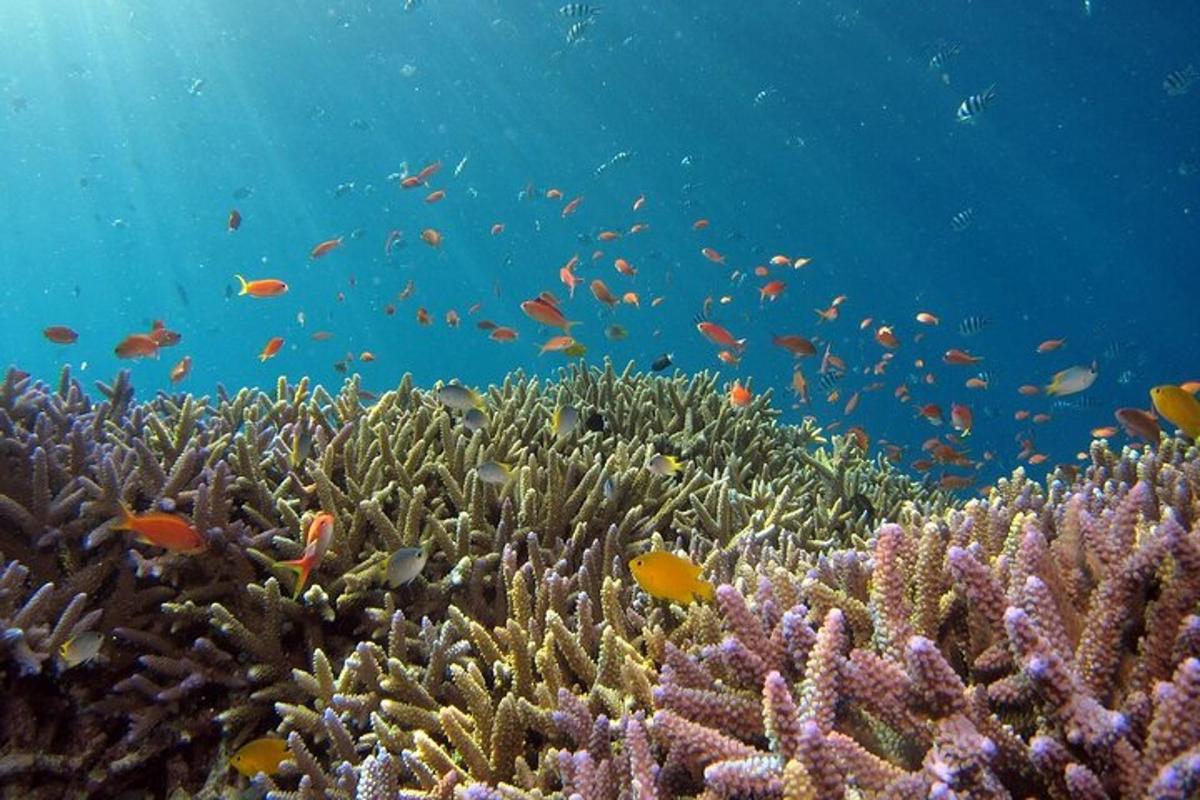 Un arrecife de coral con muchos peces en el océano.