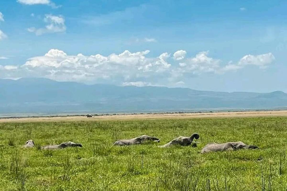 um grupo de elefantes deitados em um campo de grama