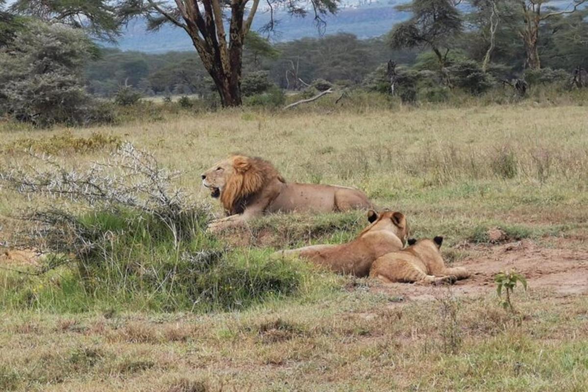two lions laying in the grass in a field