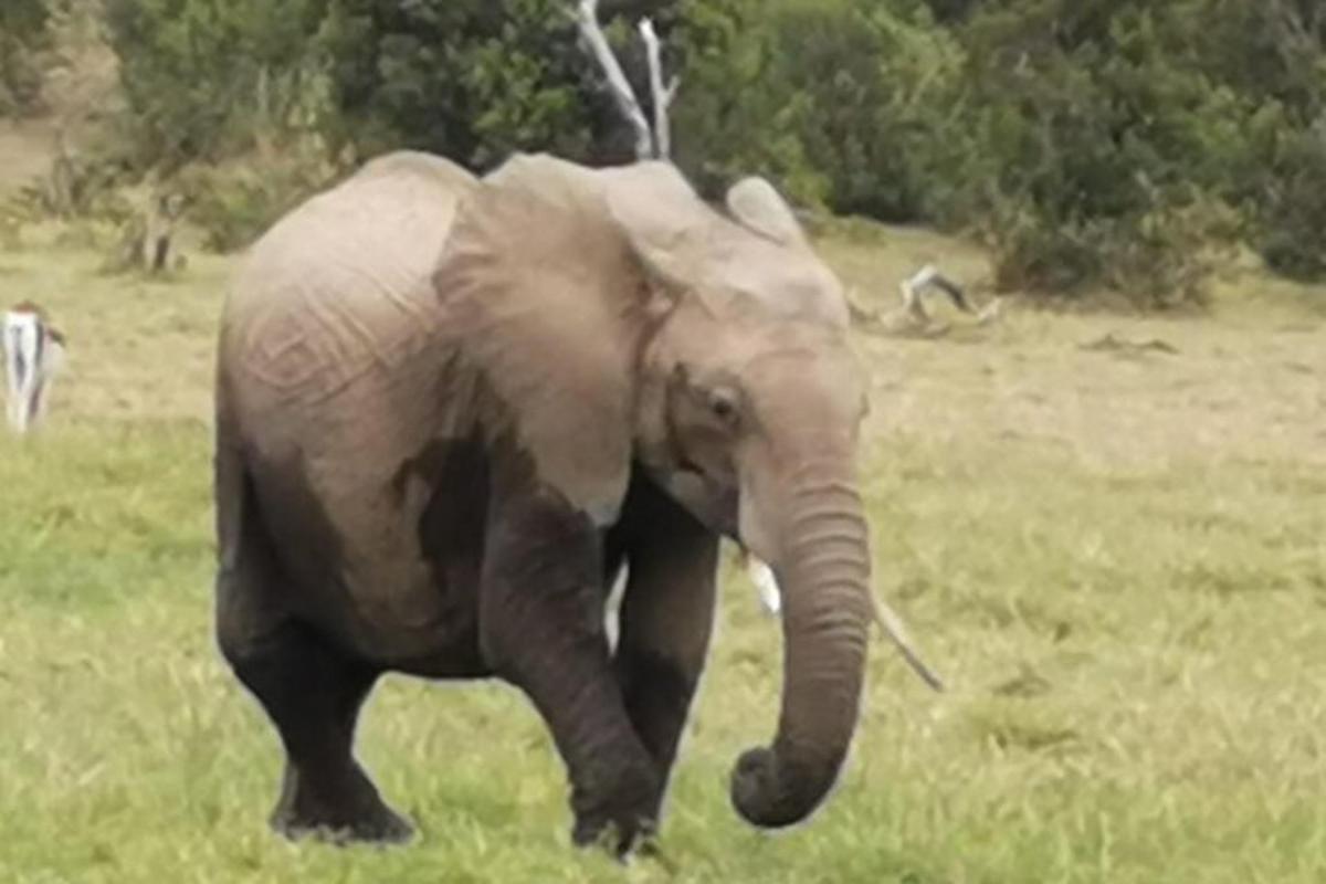 seekor gajah berjalan di padang rumput