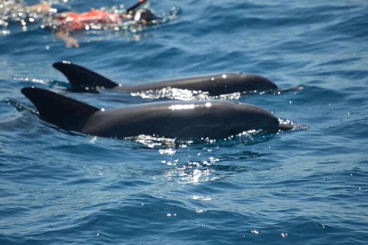 Un grupo de tres orcas en el agua