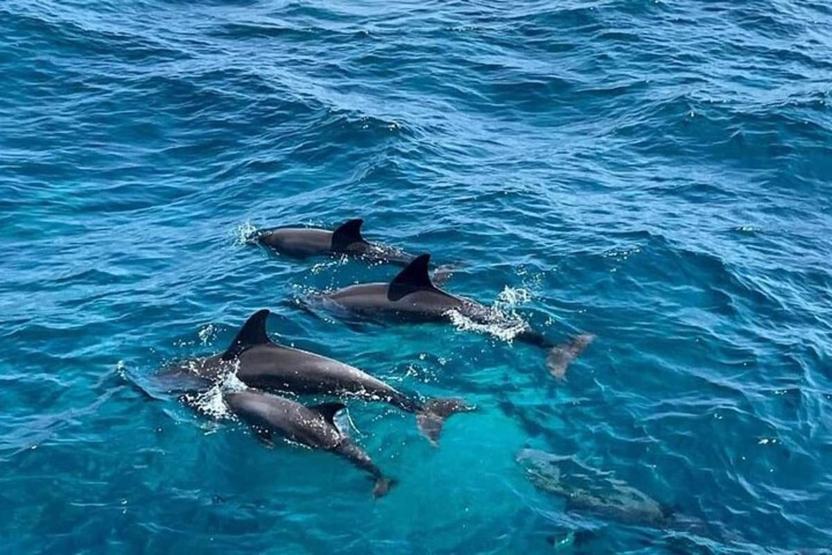 un grupo de delfines nadando en el agua