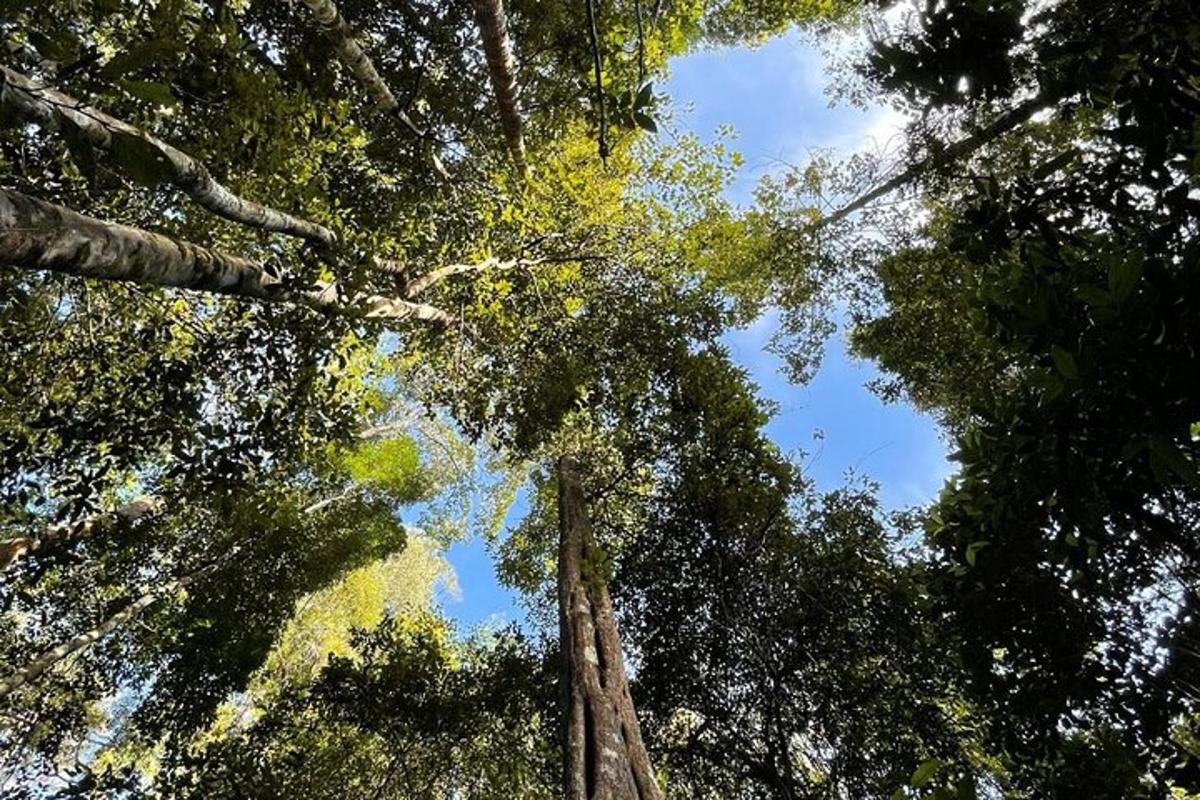 uma vista do topo das árvores em uma floresta