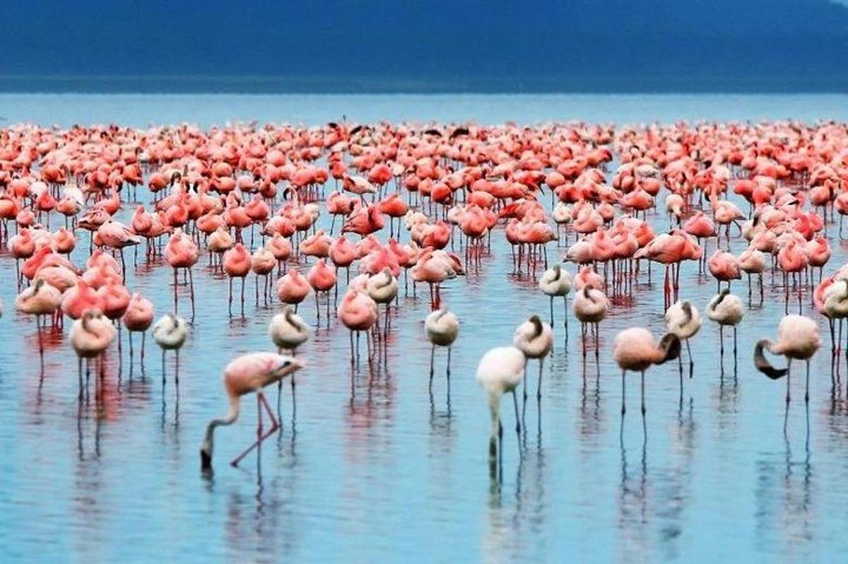 un grande stormo di fenicotteri rosa in piedi nell'acqua