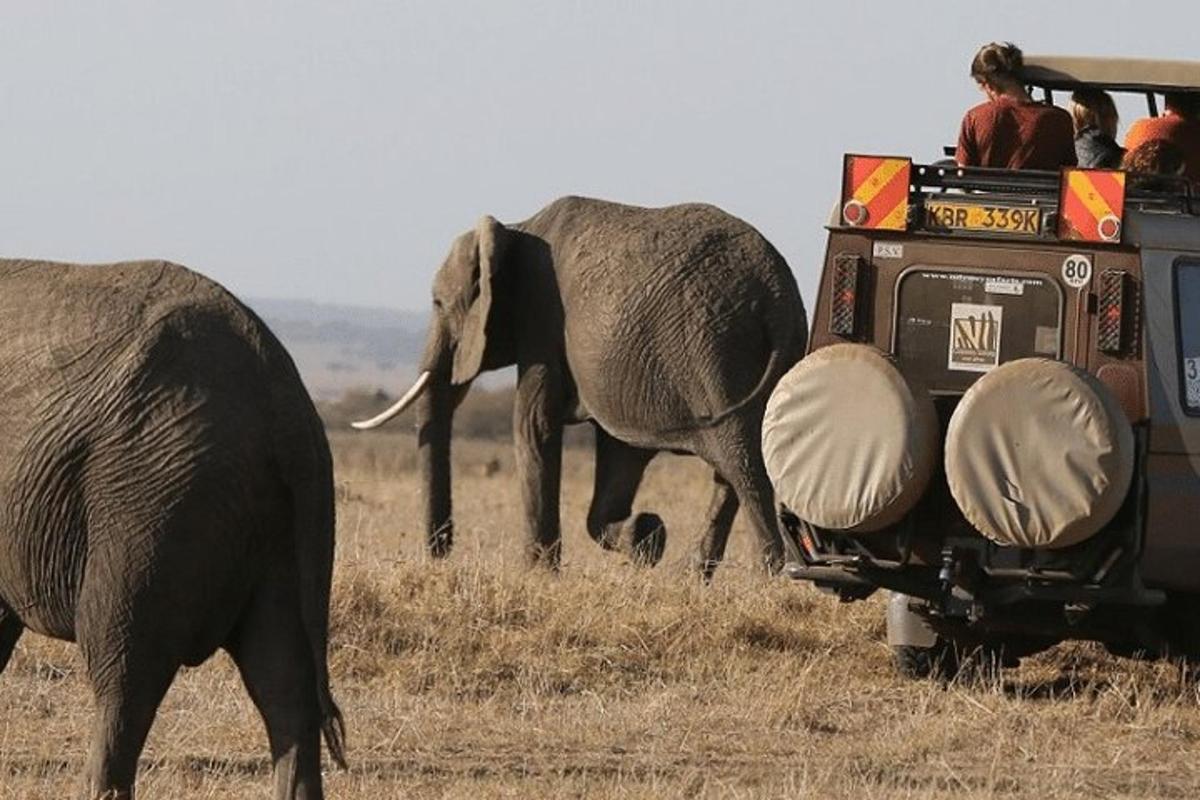 kaks elevanti kõnnivad inimestega safariauto kõrval
