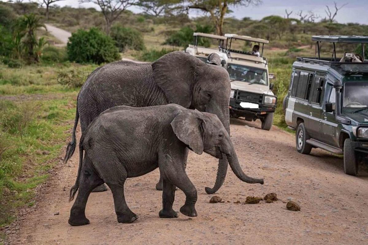 dois elefantes caminhando por uma estrada de terra com um veículo