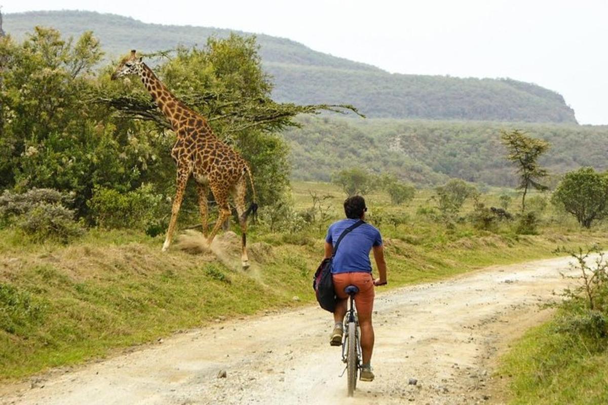 isang taong nakasakay sa bisikleta sa isang maruming kalsada na may giraffe
