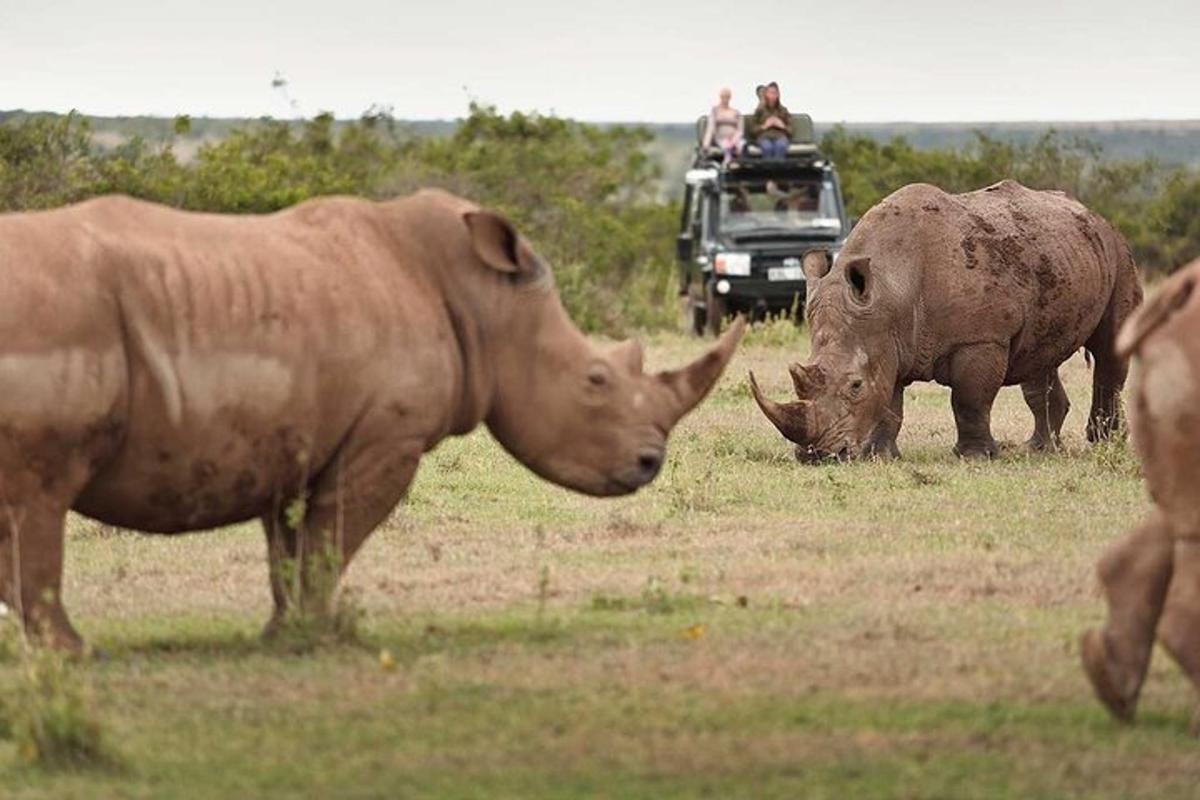 due rinoceronti bruni al pascolo in un campo con un veicolo
