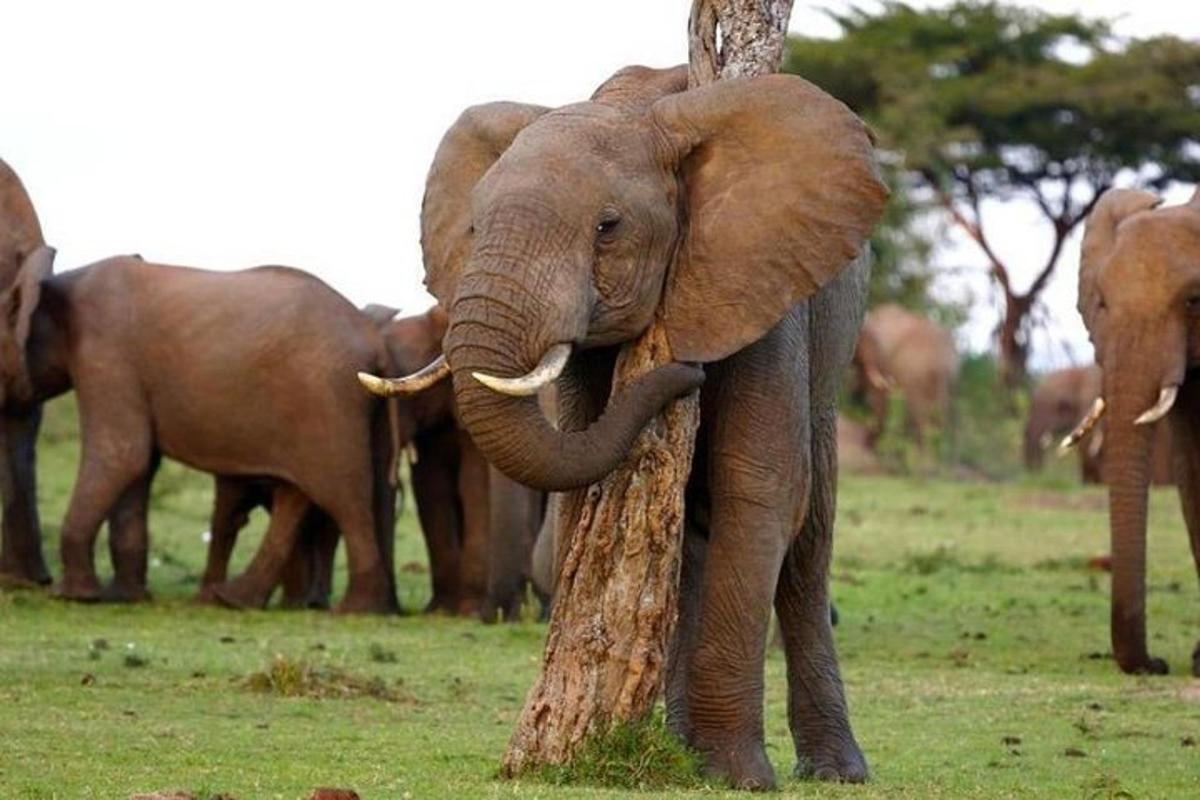 un grup d'elefants drets al voltant d'un arbre