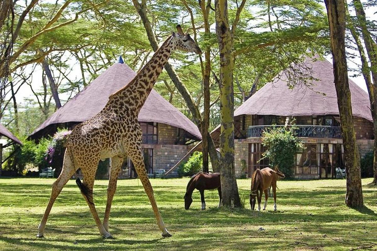 una girafa caminant per l'herba davant d'un edifici