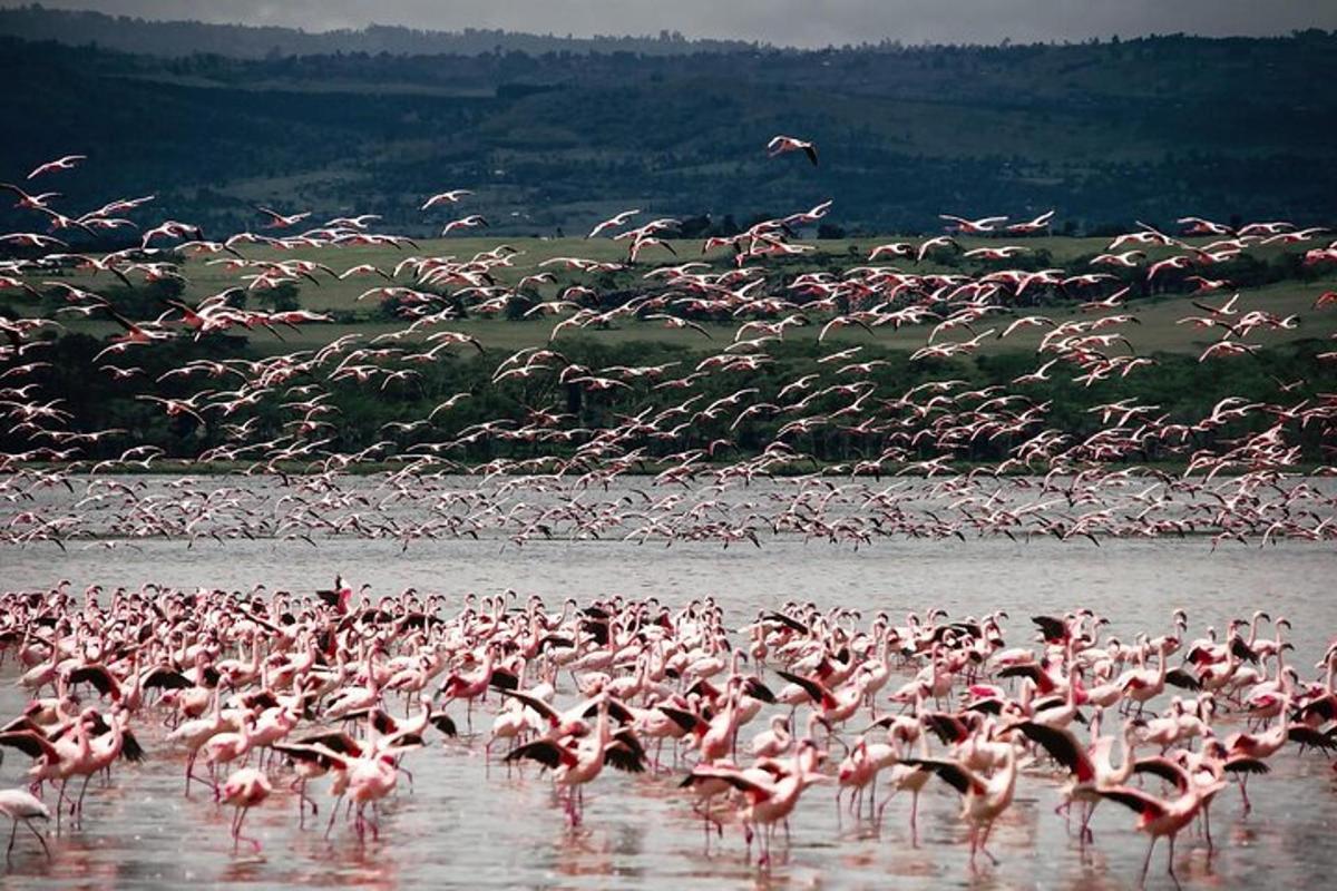 a large flock of pink birds in the water