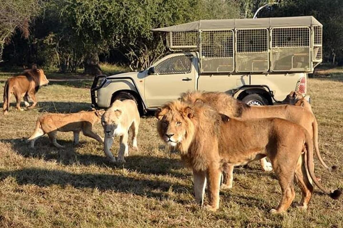 Un grupo de leones de pie frente a un camión.
