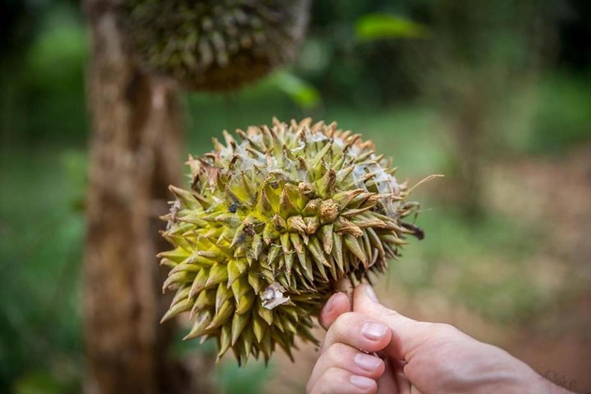 o persoană care ține o minge de durian în mână