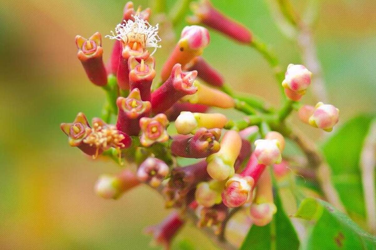 un buchet de flori roz pe o plantă