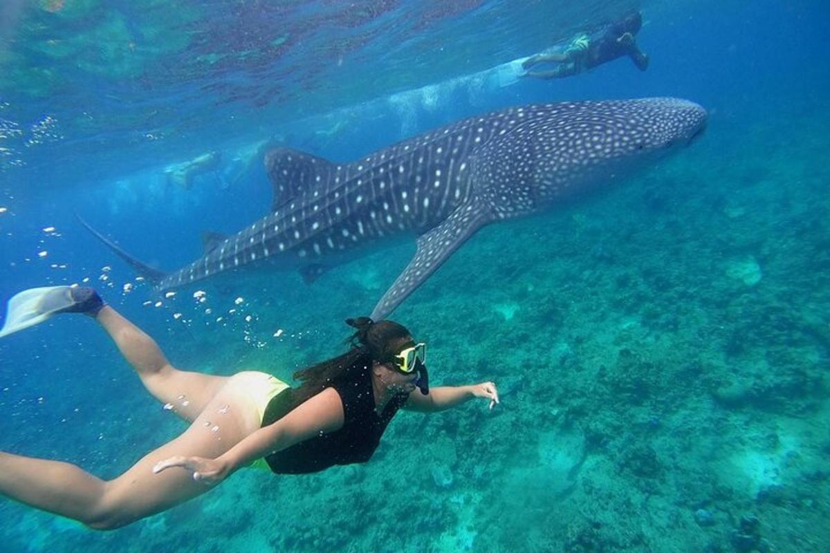 una dona nedant al costat d'un tauró balena a l'aigua
