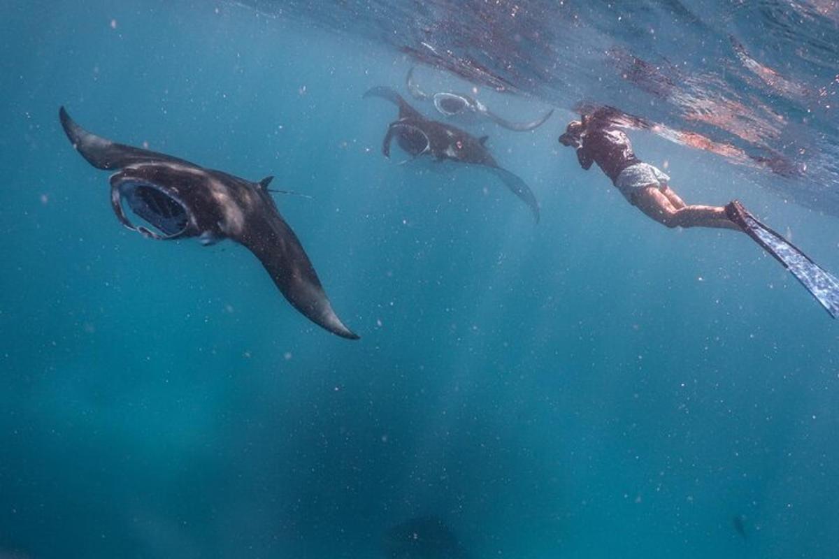 Un hombre y dos delfines nadando en el agua