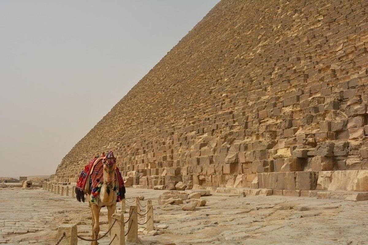 un chameau debout devant une pyramide