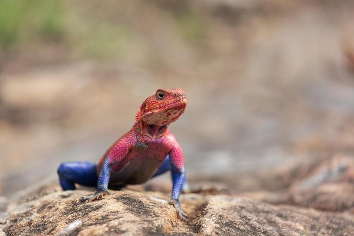 a lizard sitting on top of a rock