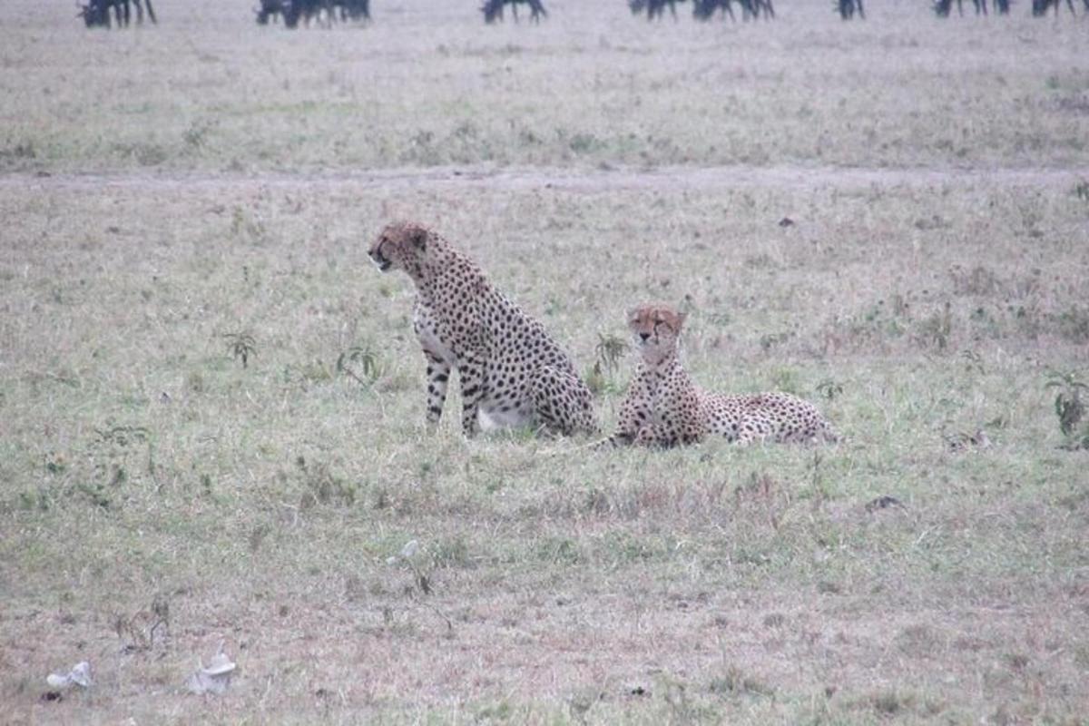 due ghepardi seduti sull'erba in un campo