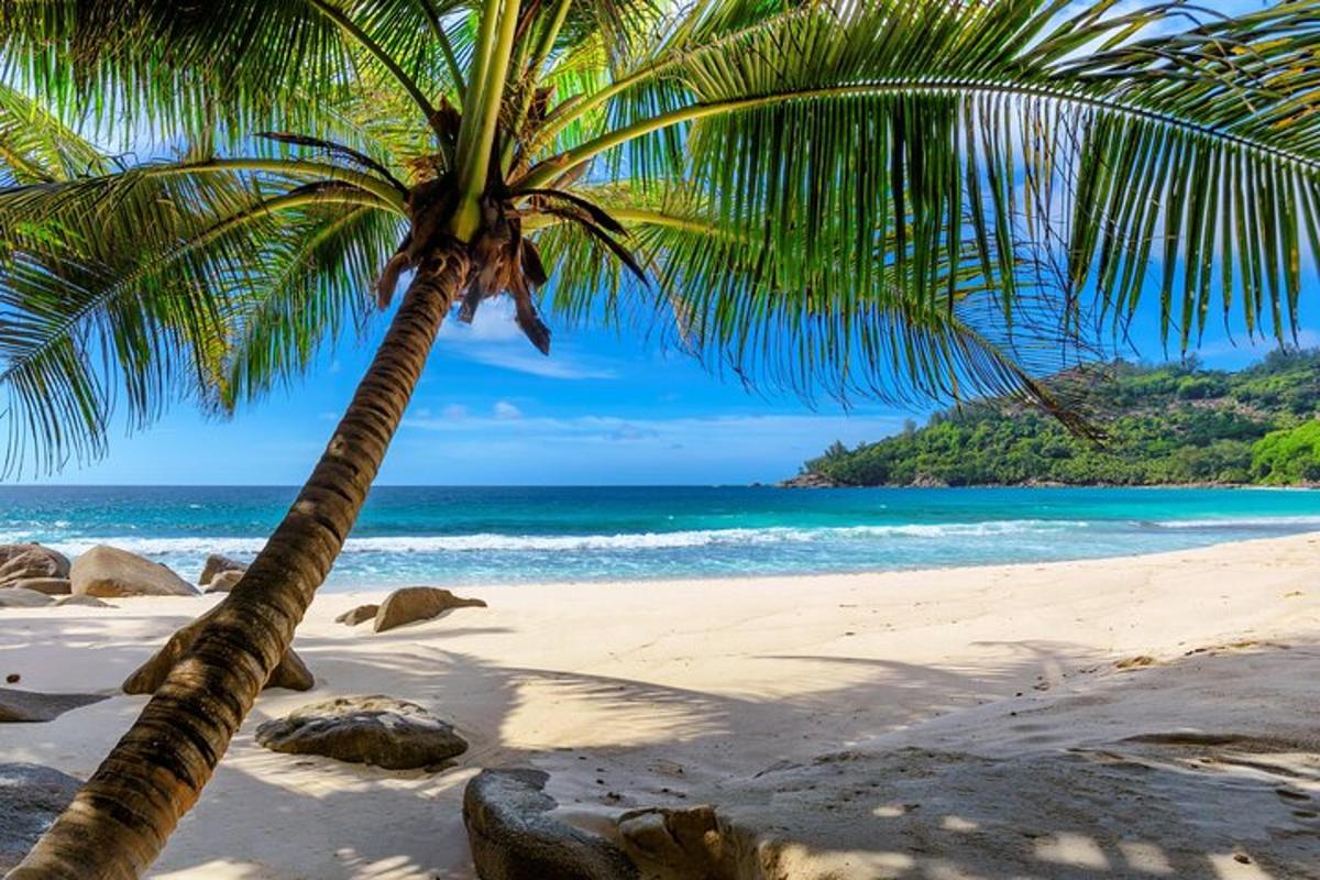 a palm tree on a beach with the ocean