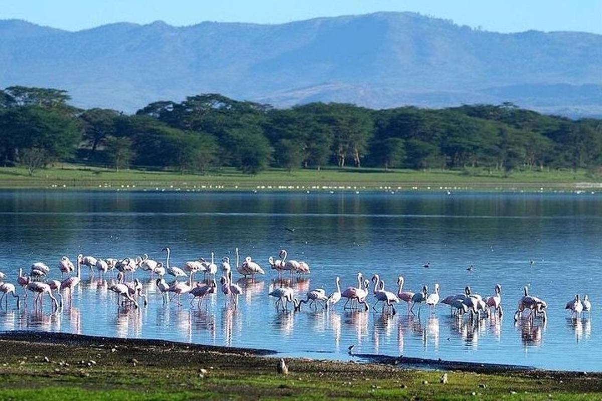 ein Schwarm Flamingos steht im Wasser