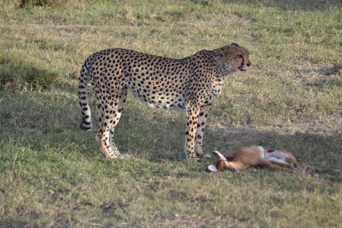 a cheetah standing next to a dead animal in a field