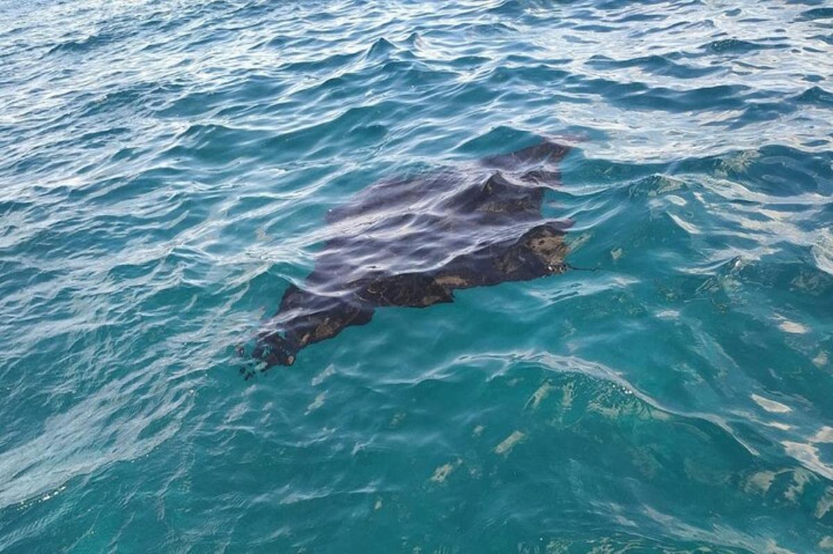 a sea animal swimming in the water