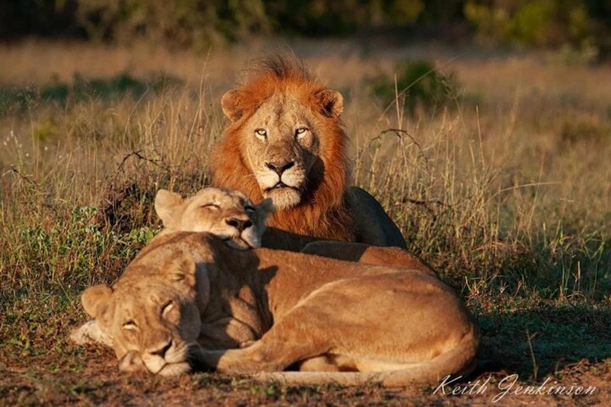 un leone e un cucciolo di leone sdraiati nell'erba