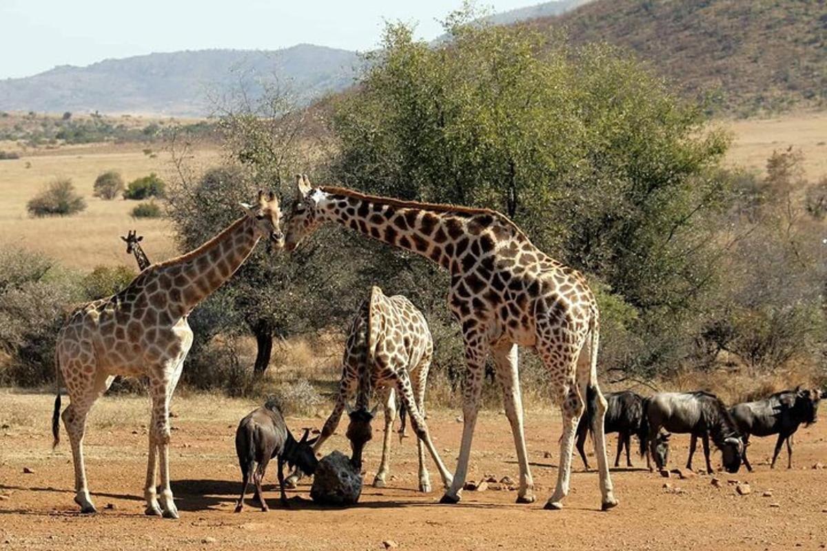 un gruppo di giraffe e altri animali in un campo