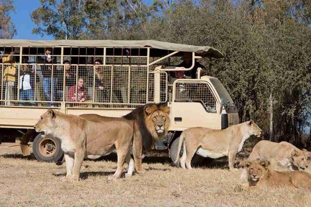 un gruppo di leoni in piedi davanti a un autobus