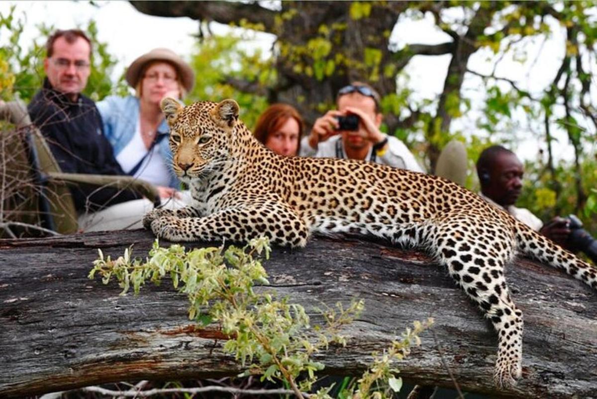 sekumpulan orang mengambil gambar harimau bintang di atas pokok