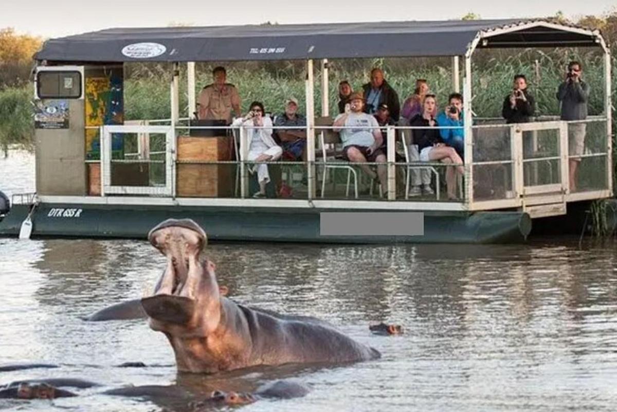 isang hippopotamus sa tubig sa harap ng isang bangka