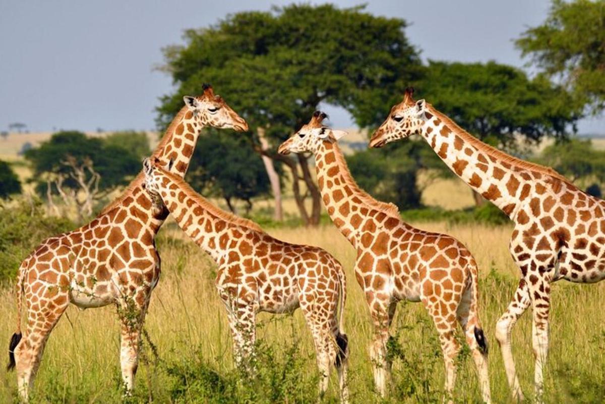 a group of giraffes standing in a field