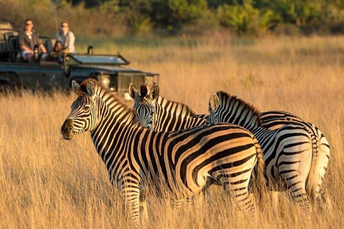 a group of zebras standing in a field