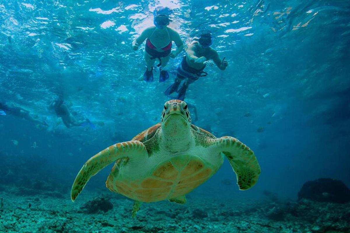 dva lidé plavají v oceánu s želvou ve vodě