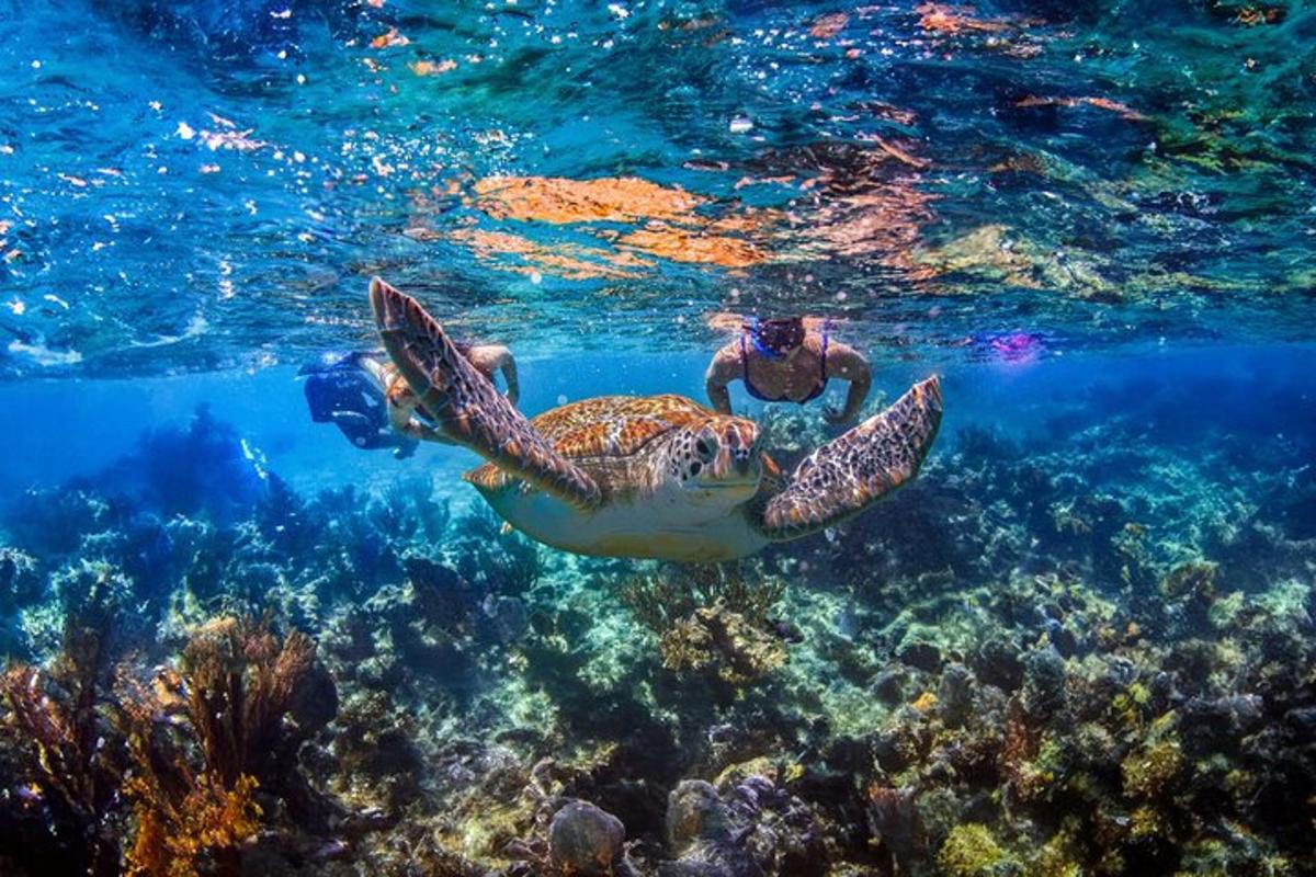 osoba plavající v oceánu se zelenou mořskou želvou