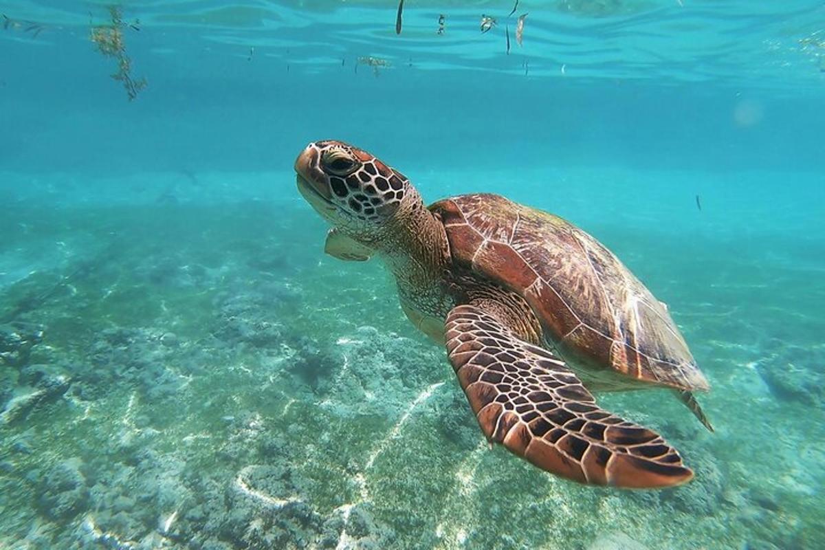 a green sea turtle swimming in the water