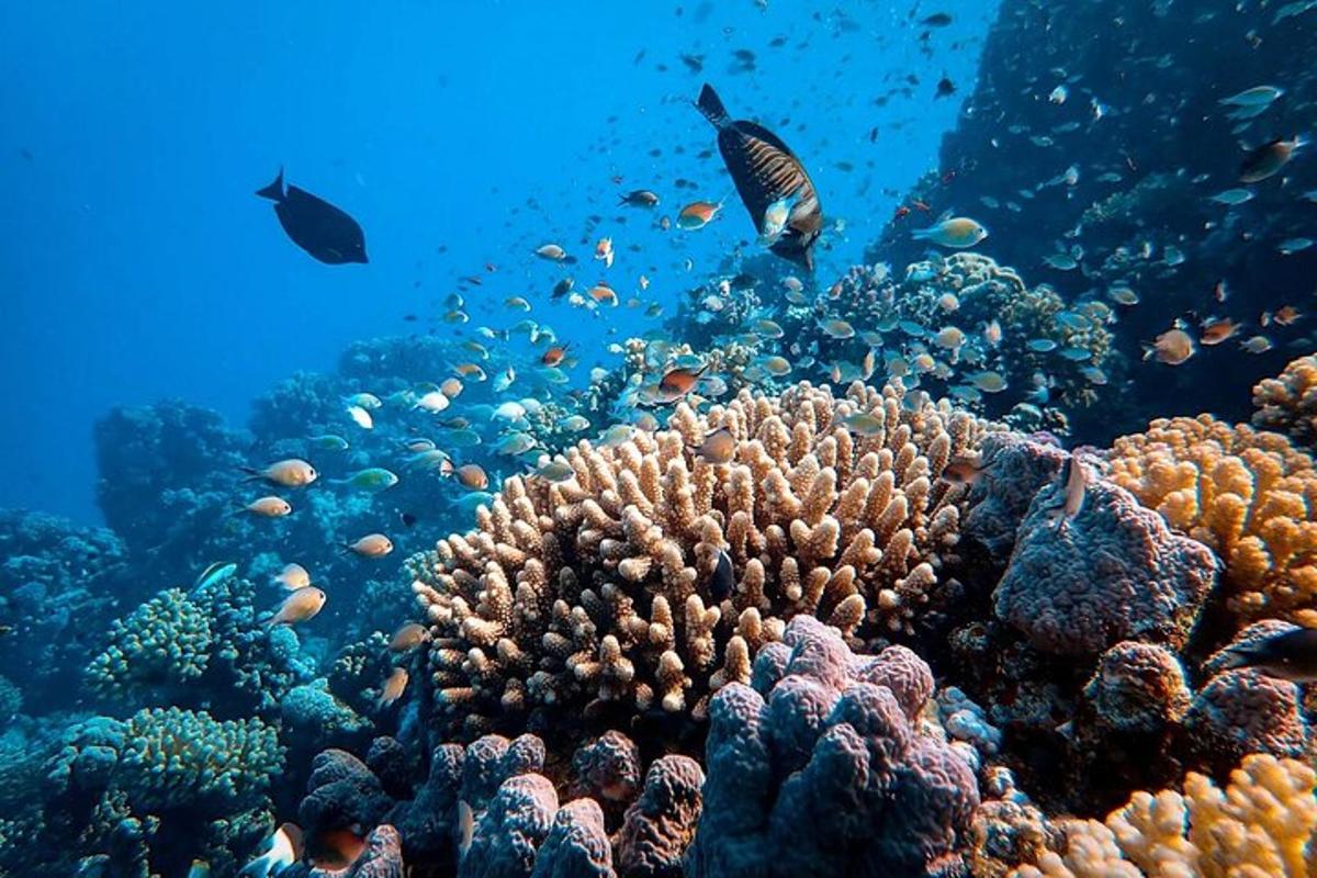 a coral reef with fish in the ocean