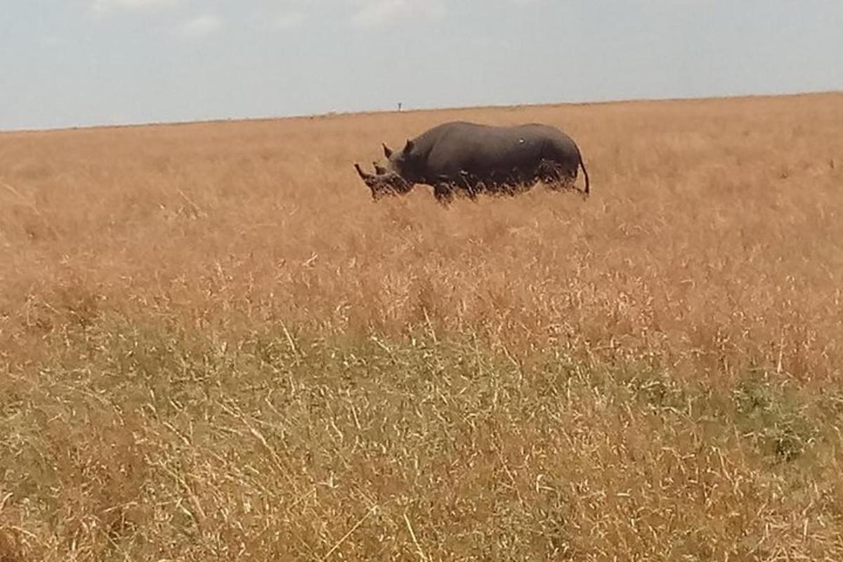 a bull standing in a field of tall grass
