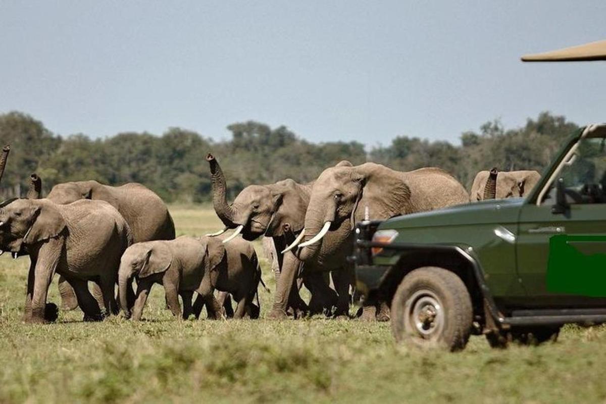 kawanan gajah berjalan di depan truk