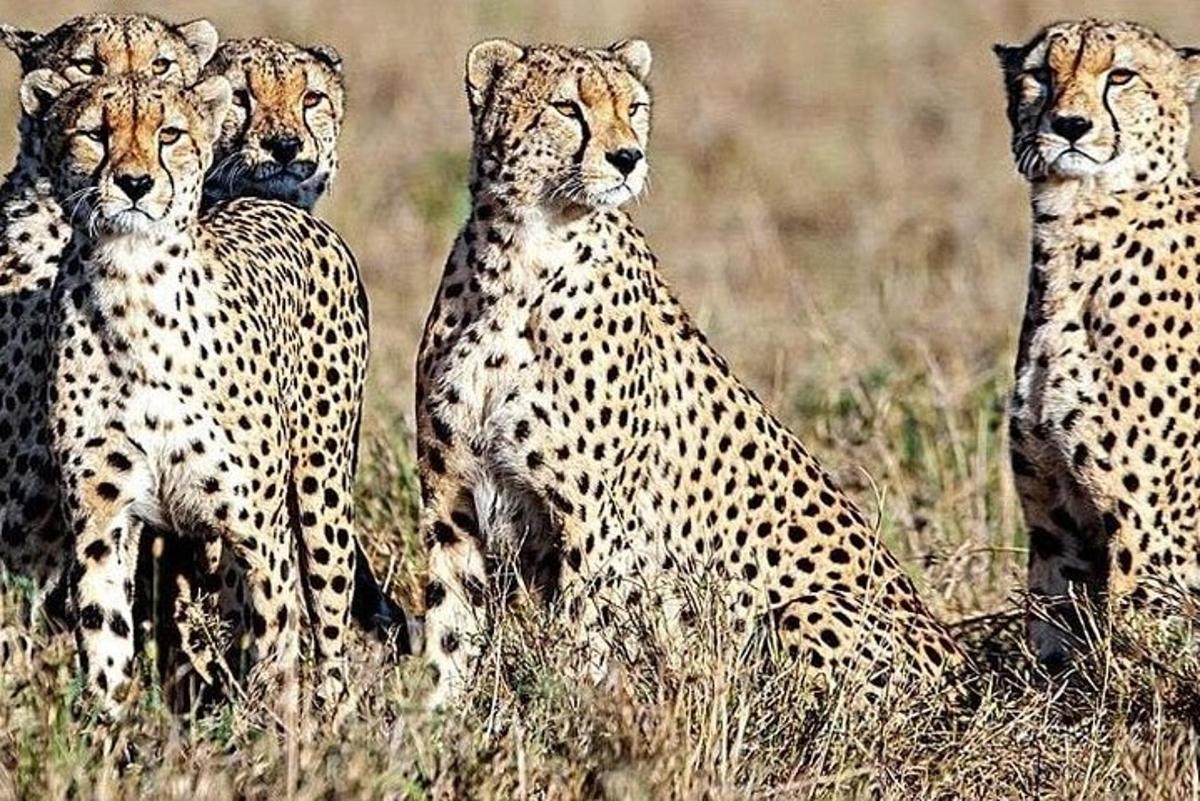 a group of four cheetahs standing in a field