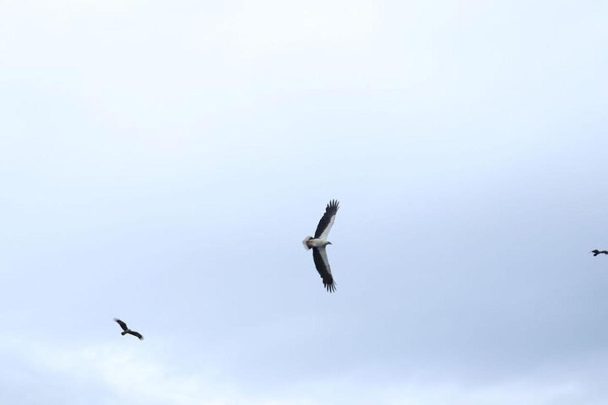two birds flying in the sky