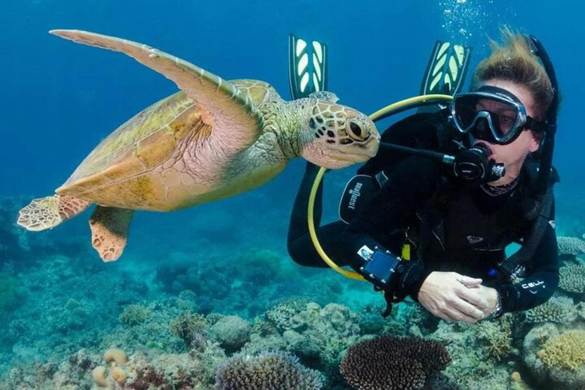 رجل يلتقط صورة لسلحفاة تحت الماء