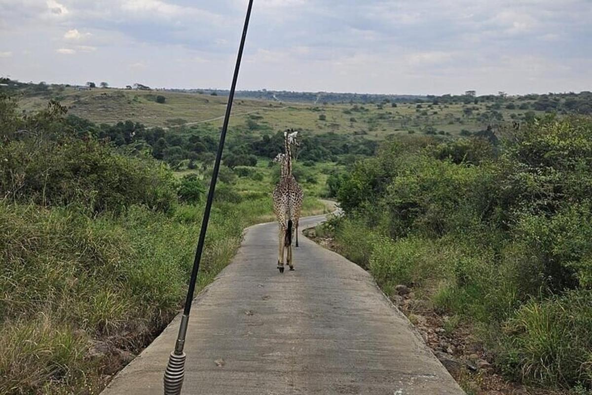o girafă mergând pe un drum cu
