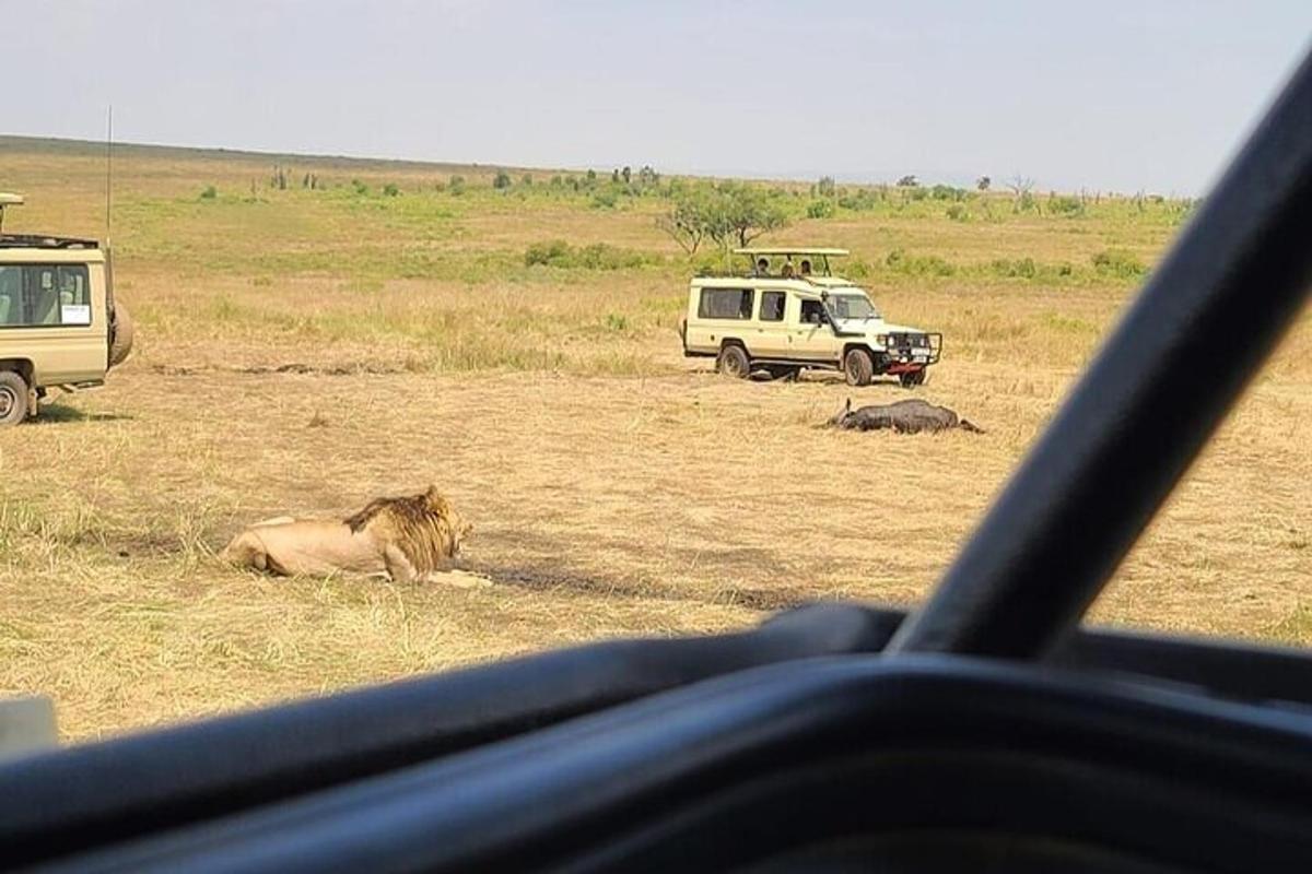 Un león tendido en un campo con dos vehículos.